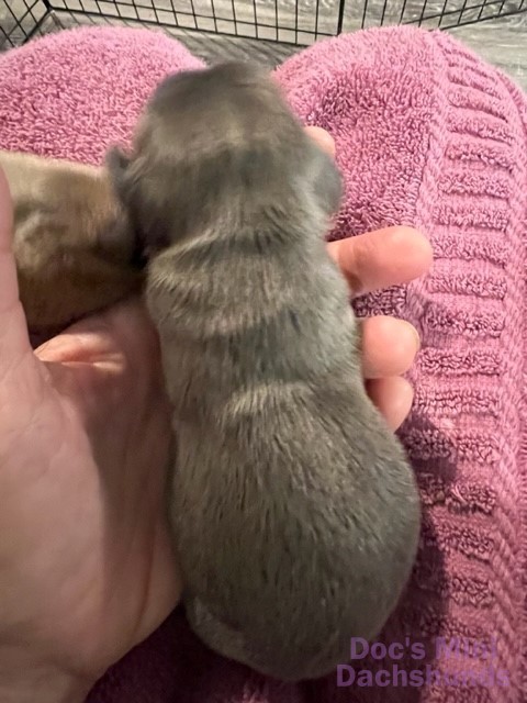 Top view of Mini Dachshund puppy