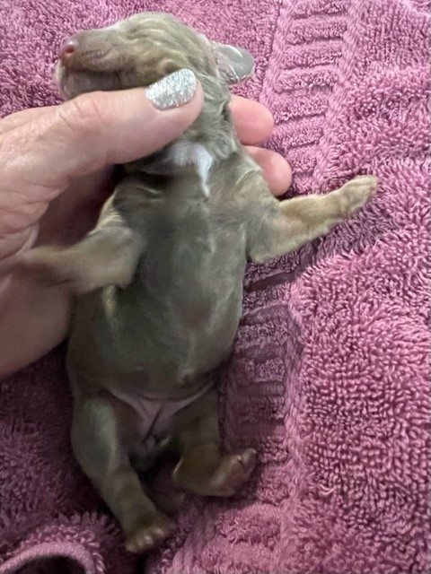 Holding up Mini Dachshund puppy for display