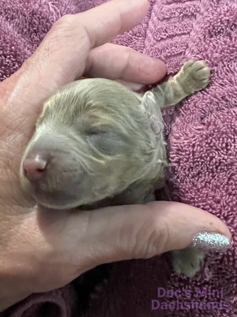 Closeup of Mini Dachshund puppy face