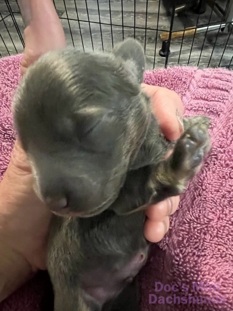 Mini Dachshund puppy on display