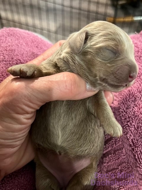 Hand holding Mini Dachshund puppy
