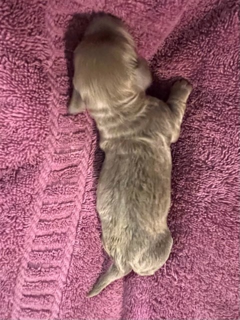 Mini Dachshund puppy laying on towel