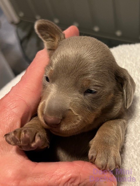 Mini dachshund puppy Gunner