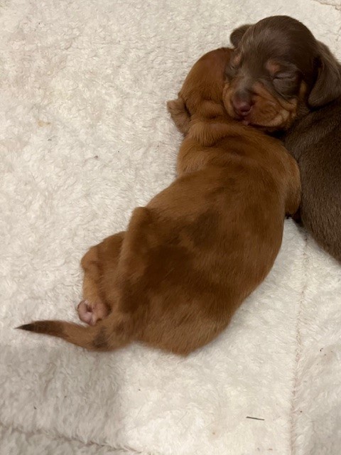 Mini dachshund puppy Cinderella