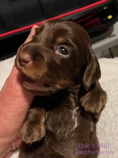 Mini dachshund puppy Flint