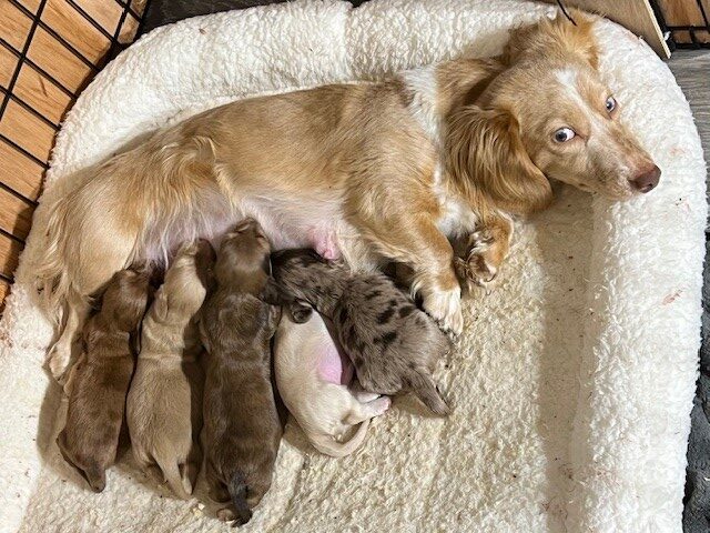 Mini dachshund Muffin feeding her pups