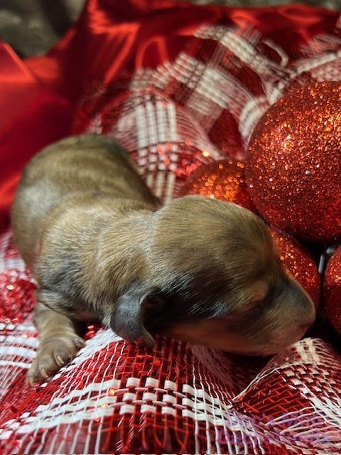 Mini dachshund puppy Olaf