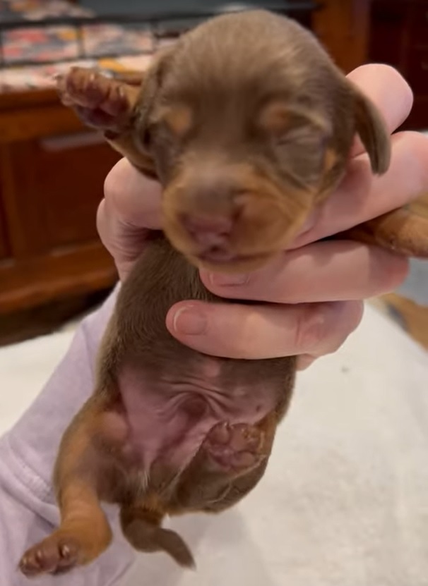 Mini dachshund puppy Rocky