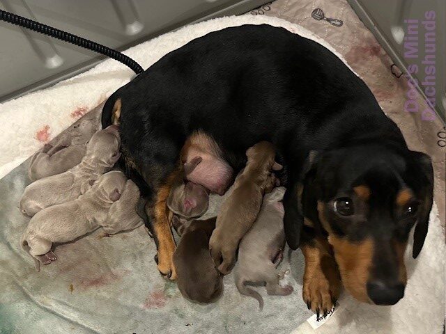 Mini dachshund mother Shadow