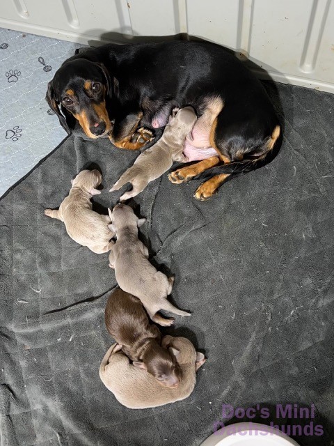 Mini dachshund puppies feeding