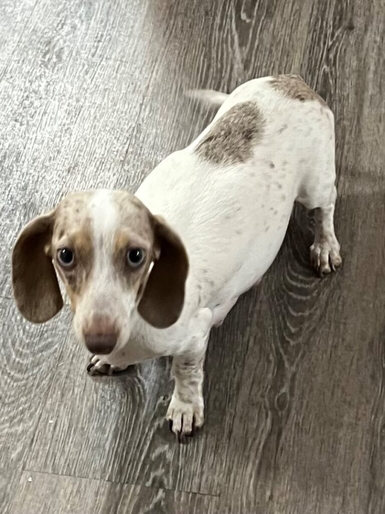 Mini dachshund Bingo