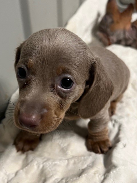 Gorgeous mini dachshund