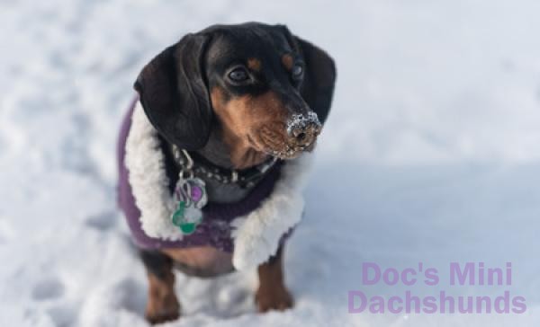 A mini dachshund wearing a coat out in the snow