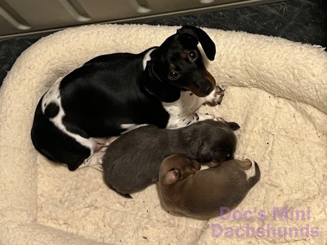 Mini dachshund dam Panda with pups