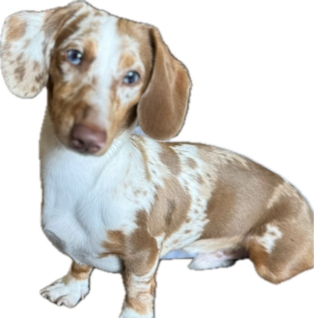 Dappled mini dachshund