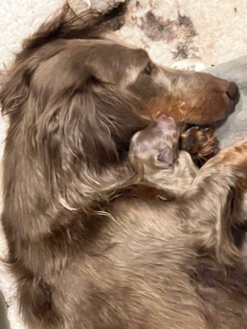 Mini dachshund mother with pup
