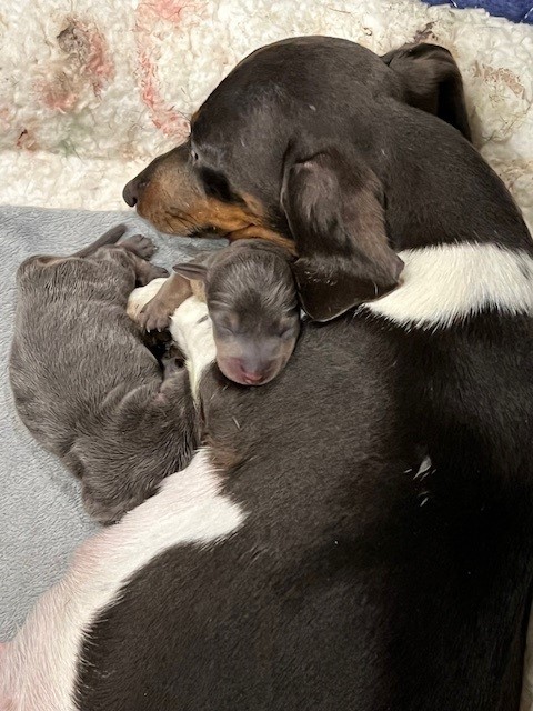 Mini dachshund mother with pups
