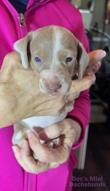 Mini dachshund puppy Astro