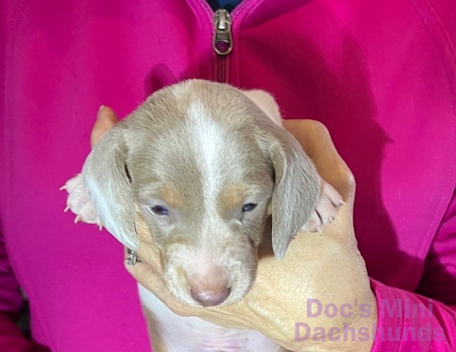 Mini dachshund puppy Astro