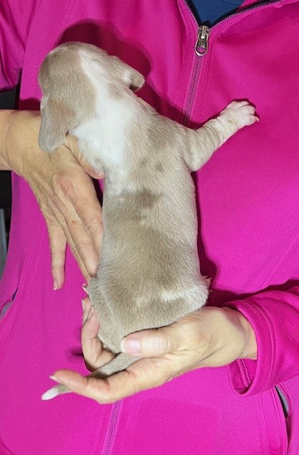 Mini dachshund puppy Astro