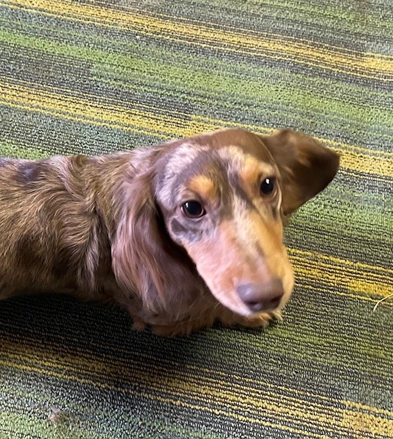 Mini dachshund sire Bullwinkle