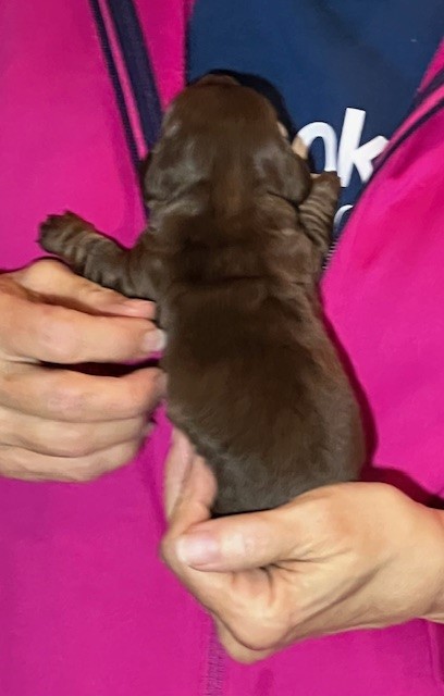 Mini dachshund puppy Fudge