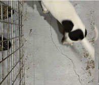 Mini dachshund puppy