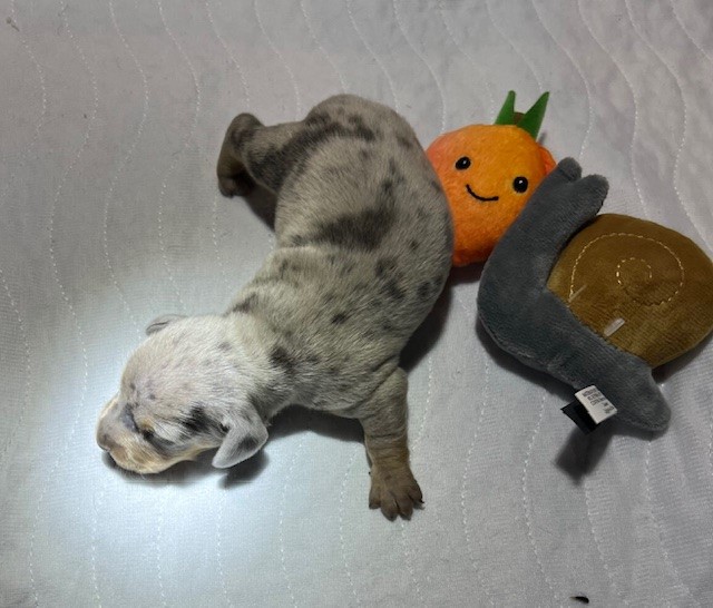 Mini dachshund puppy Odie