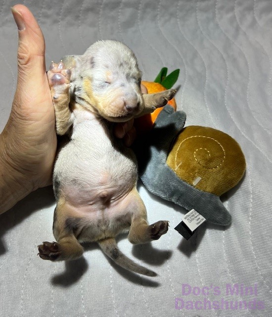 Mini dachshund puppy Odie