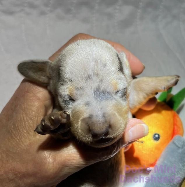 Mini dachshund puppy