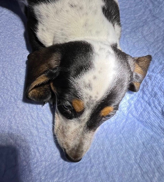 Mini dachshund puppy