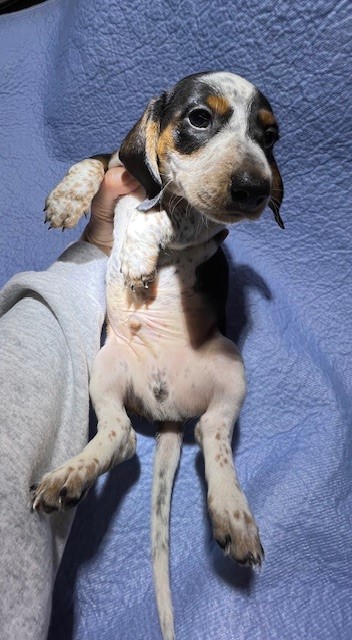 Mini dachshund puppy Patches