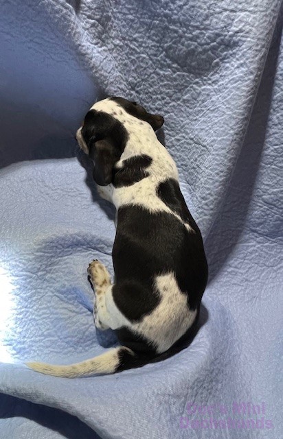 Mini dachshund puppy Patches