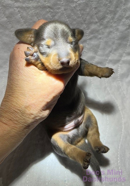 Mini dachshund puppy