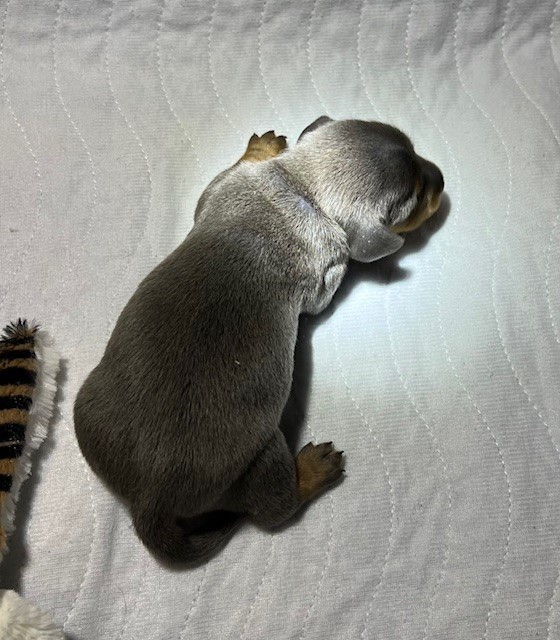 Mini dachshund puppy Rolly