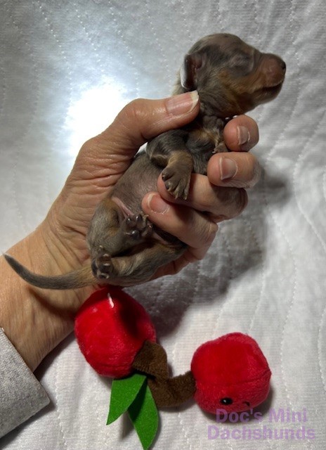Mini dachshund puppy