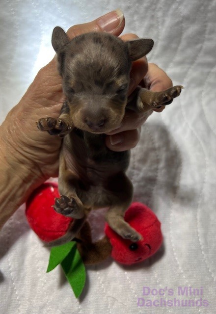 Mini dachshund puppy Underdog