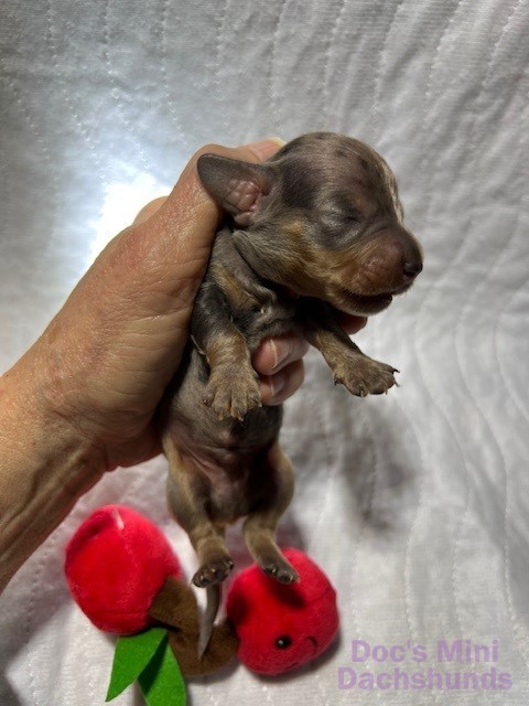 Mini dachshund puppy Underdog